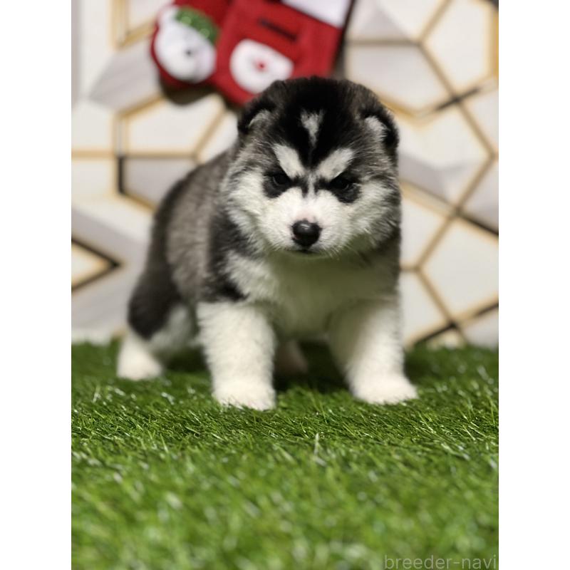 成約済の静岡県のシベリアンハスキー-426756の8枚目