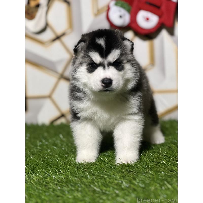 成約済の静岡県のシベリアンハスキー-426756の6枚目