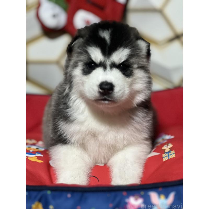 成約済の静岡県のシベリアンハスキー-426756の5枚目