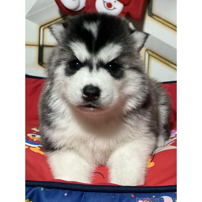 成約済の静岡県のシベリアンハスキー-426756の3枚目