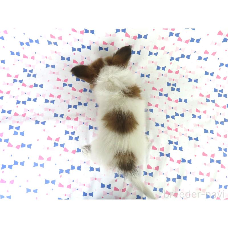 成約済の千葉県のパピヨン-422778の5枚目