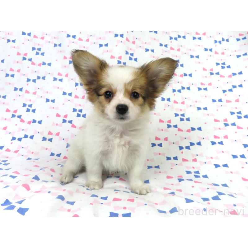 成約済の千葉県のパピヨン-422778の4枚目