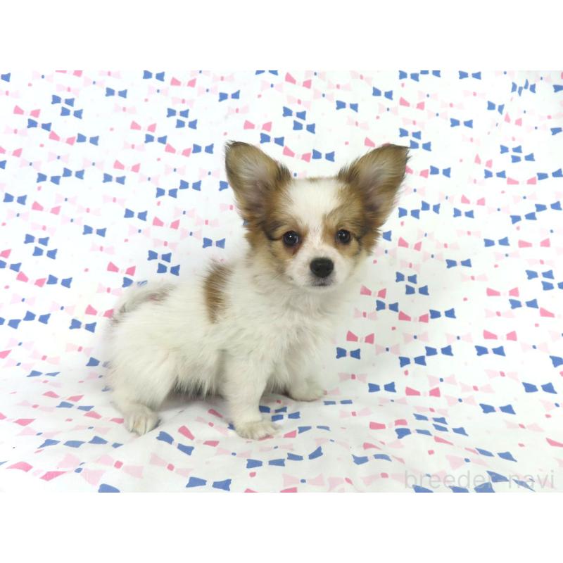 成約済の千葉県のパピヨン-422778の3枚目