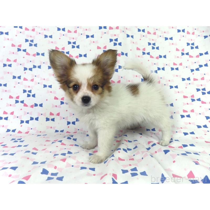 成約済の千葉県のパピヨン-422778の2枚目