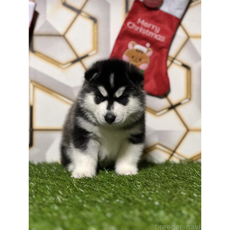 成約済の静岡県のシベリアンハスキー-426757の9枚目