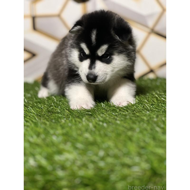 成約済の静岡県のシベリアンハスキー-426757の8枚目