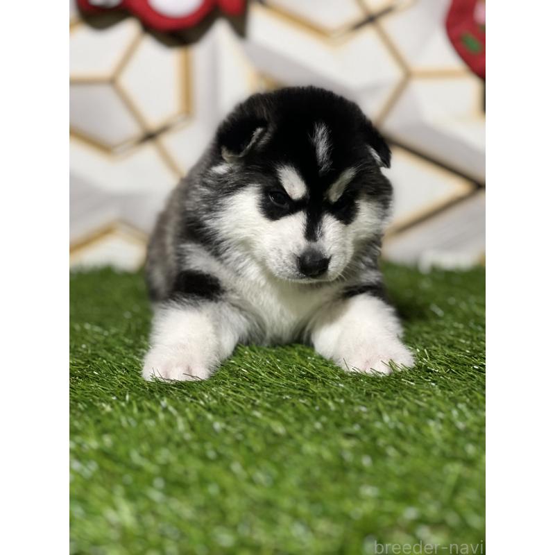 成約済の静岡県のシベリアンハスキー-426757の7枚目