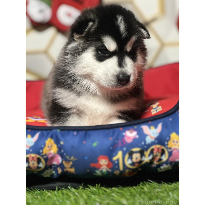 成約済の静岡県のシベリアンハスキー-426757の5枚目