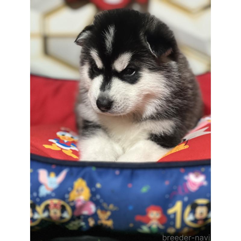 成約済の静岡県のシベリアンハスキー-426757の4枚目