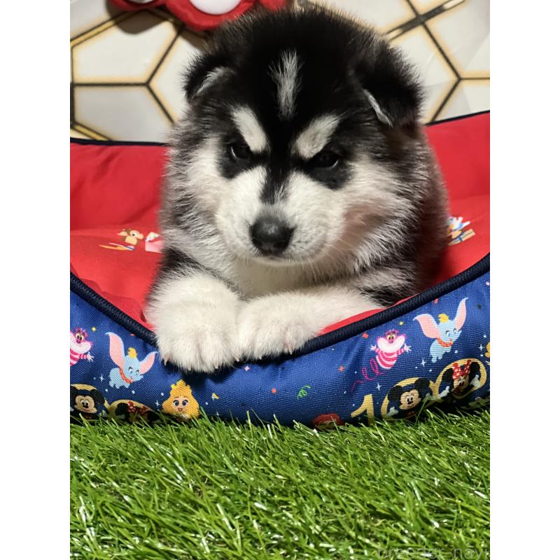 成約済の静岡県のシベリアンハスキー-426757の3枚目