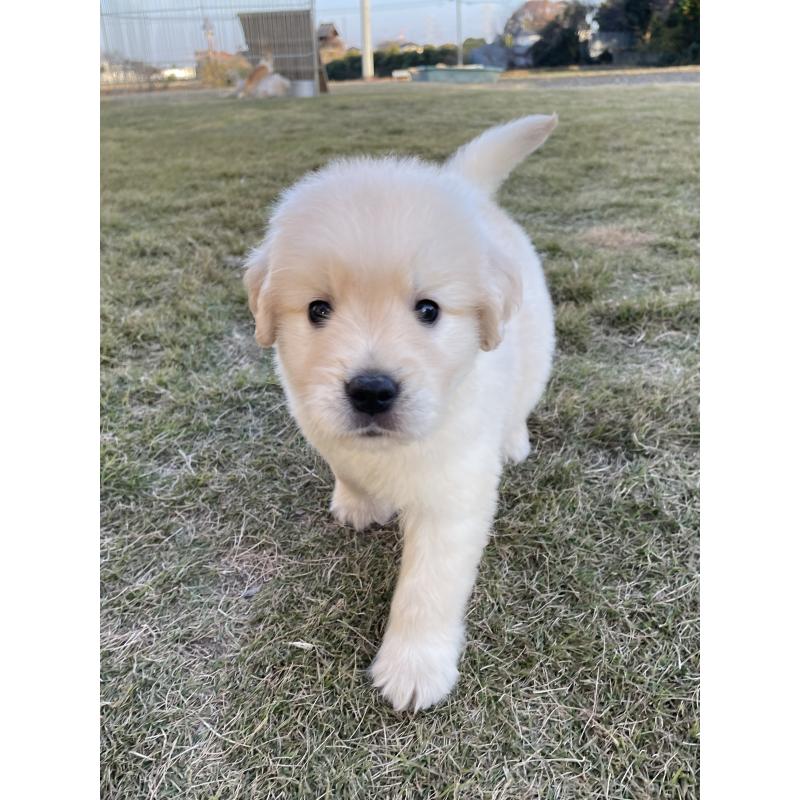 販売中の茨城県のゴールデンレトリーバー-429647の5枚目