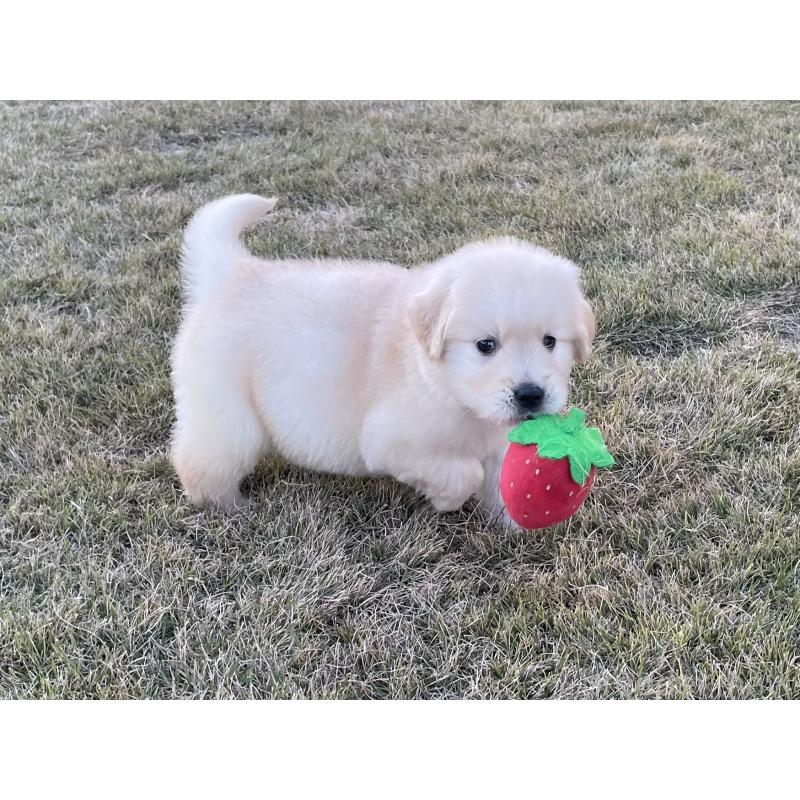 販売中の茨城県のゴールデンレトリーバー-429647の4枚目
