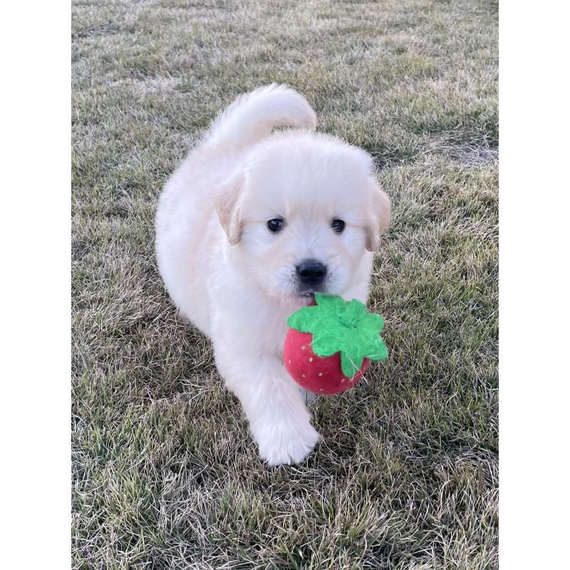 販売中の茨城県のゴールデンレトリーバー-429647の3枚目