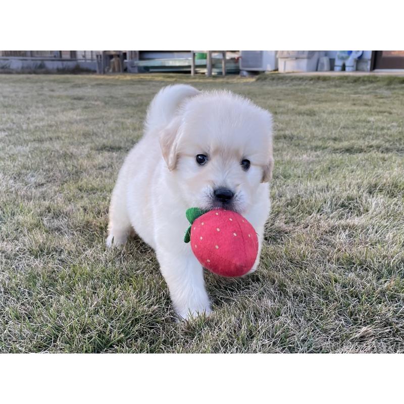 販売中の茨城県のゴールデンレトリーバー-429647の2枚目