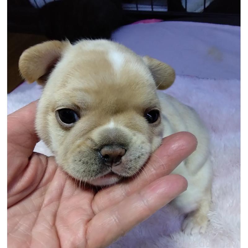 成約済の群馬県のフレンチブルドッグ-427639の8枚目