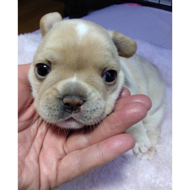 成約済の群馬県のフレンチブルドッグ-427639の7枚目