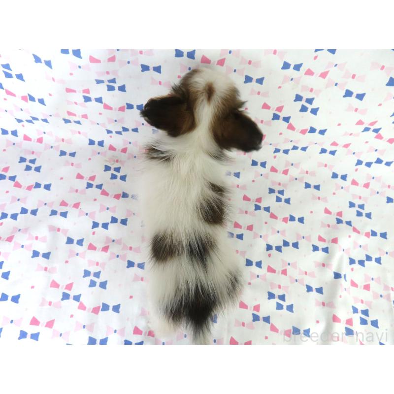 販売中の千葉県のパピヨン-422784の5枚目