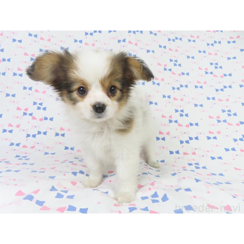 販売中の千葉県のパピヨン-422784の4枚目