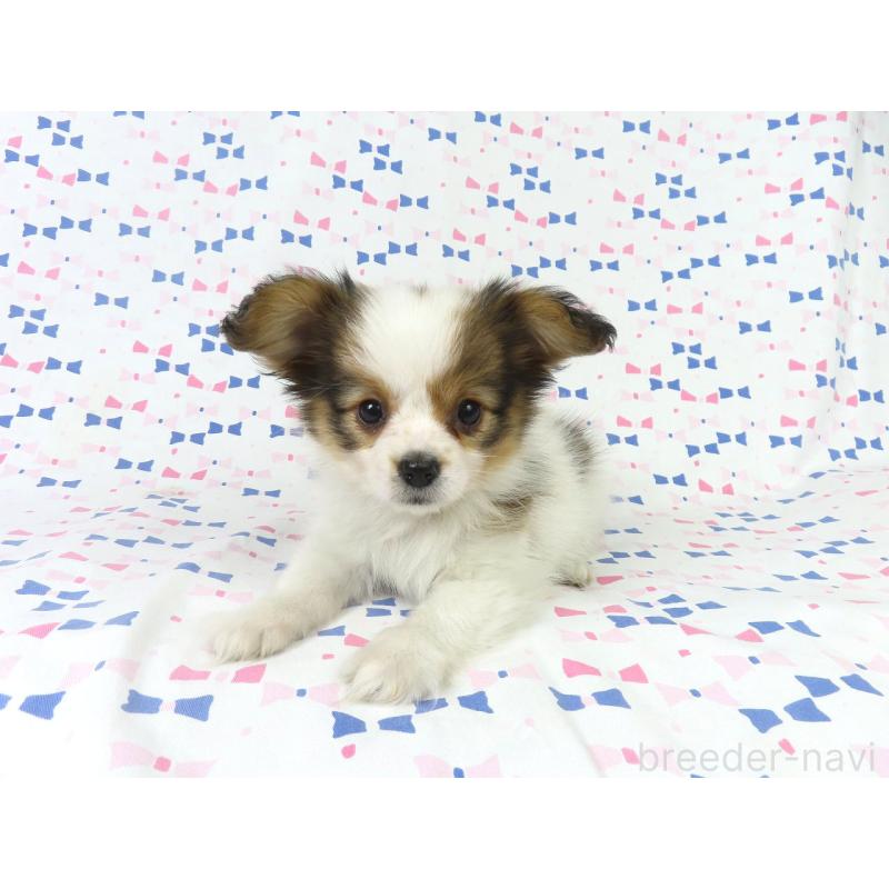 販売中の千葉県のパピヨン-422784の3枚目