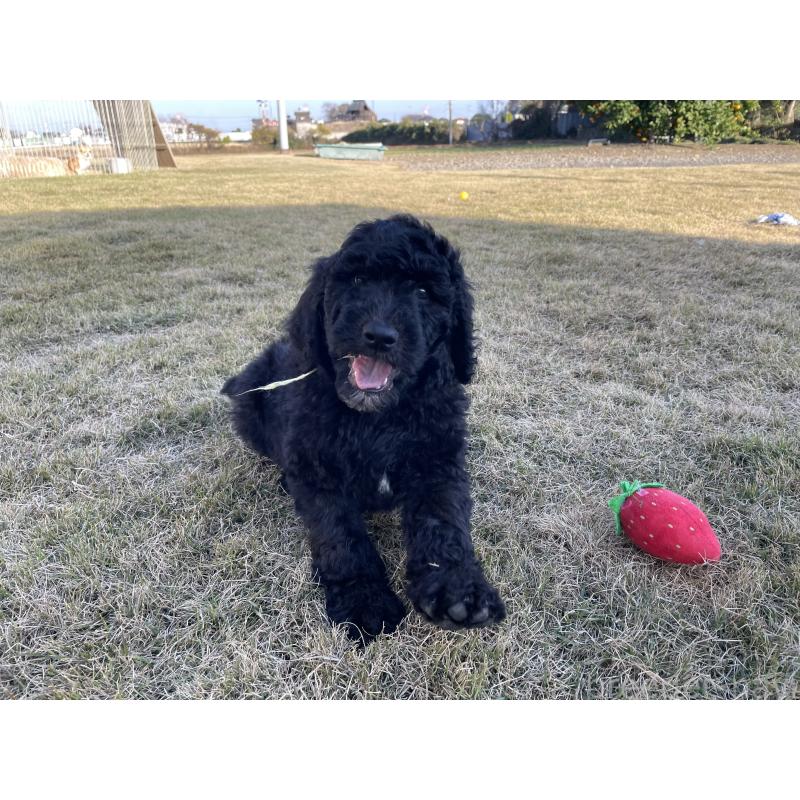 販売中の茨城県のスタンダードプードル-426748の19枚目