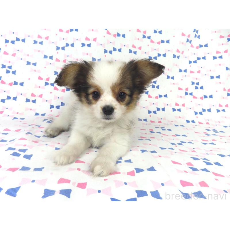 販売中の千葉県のパピヨン-422784の2枚目