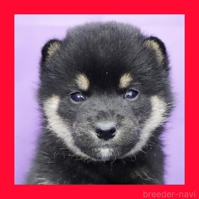 販売中の愛知県の柴犬-429648の1枚目