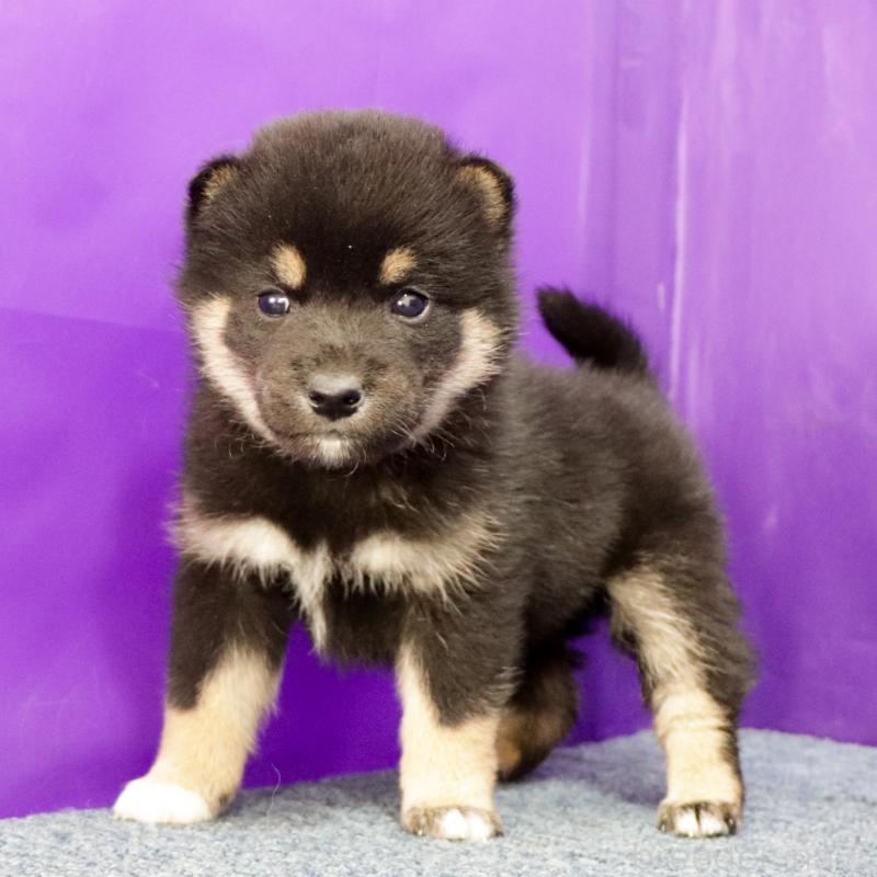 販売中の愛知県の柴犬-429648の3枚目