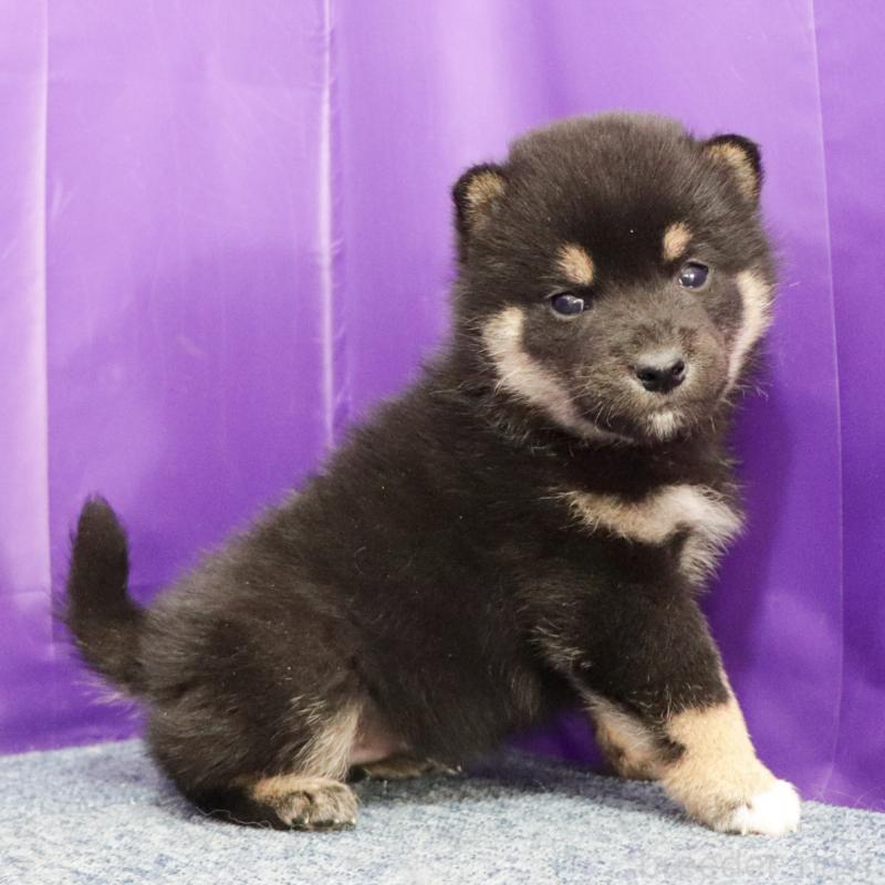 販売中の愛知県の柴犬-429648の2枚目