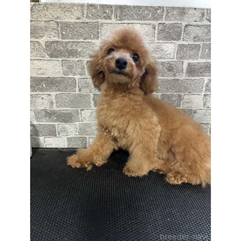 販売中の福岡県のトイプードル-422192の4枚目