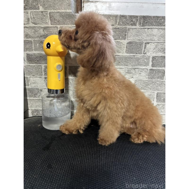 販売中の福岡県のトイプードル-422192の3枚目