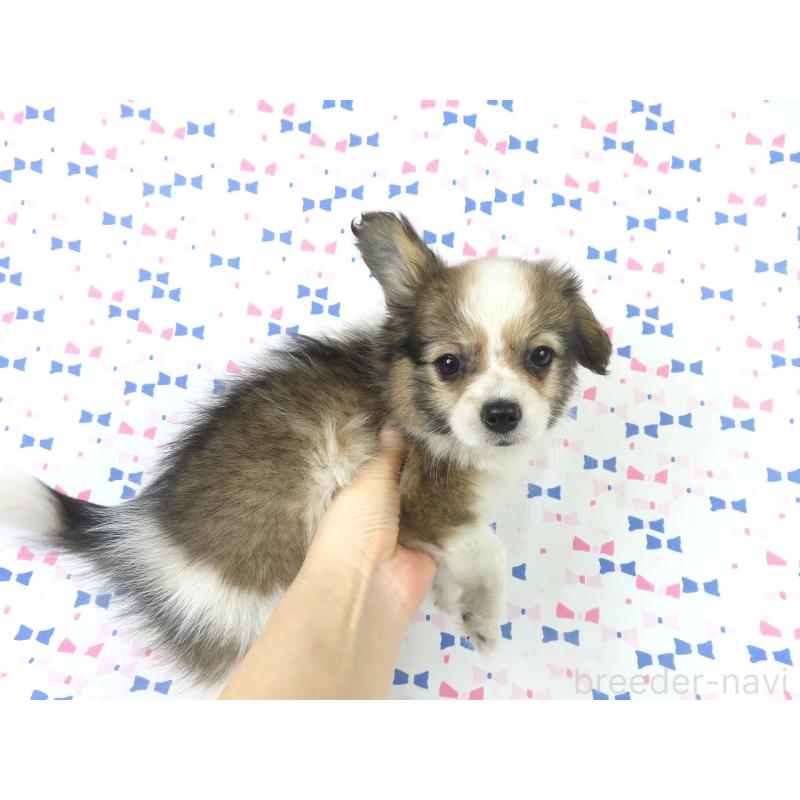 販売中の千葉県のパピヨン-423051の9枚目