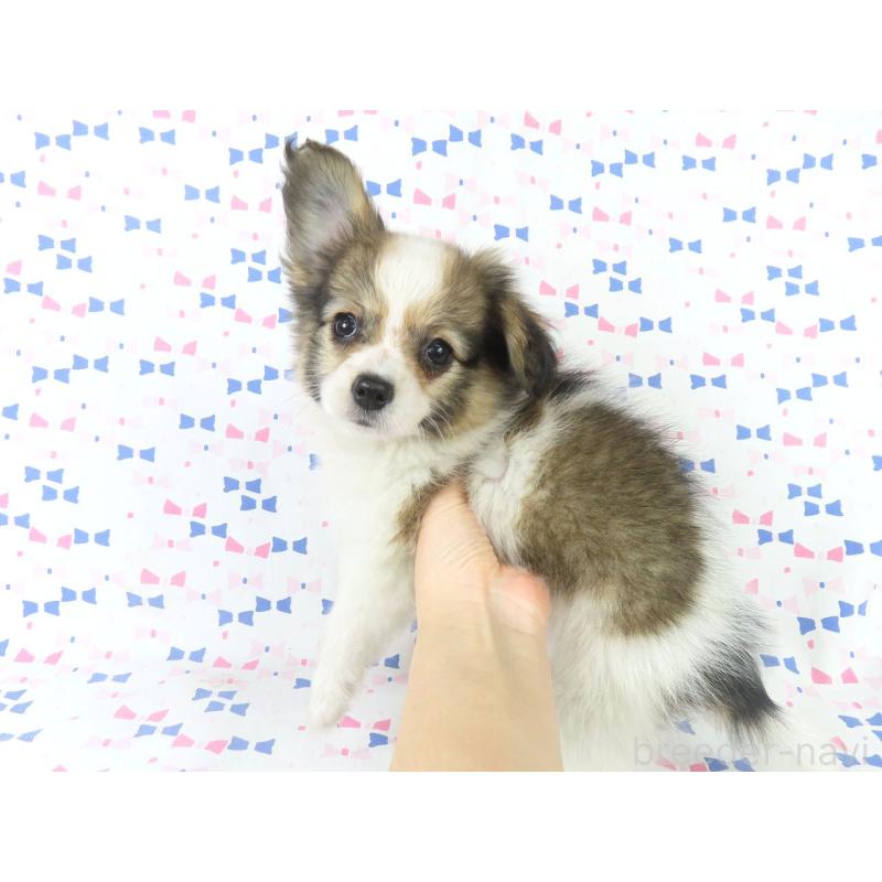 販売中の千葉県のパピヨン-423051の8枚目