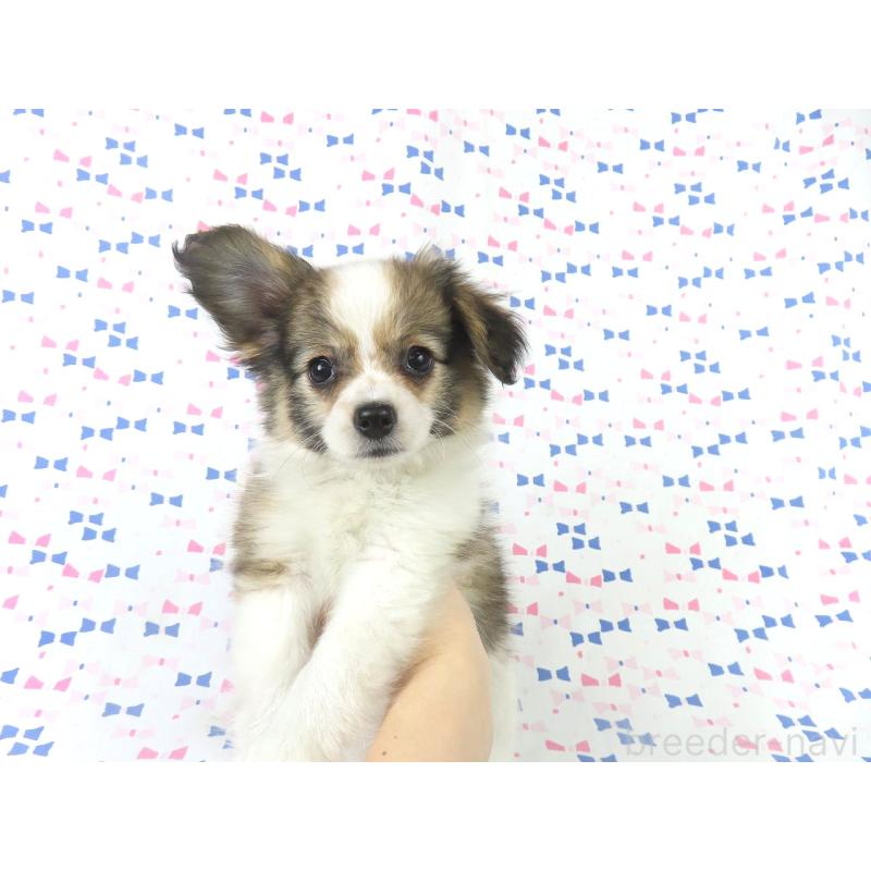 販売中の千葉県のパピヨン-423051の7枚目