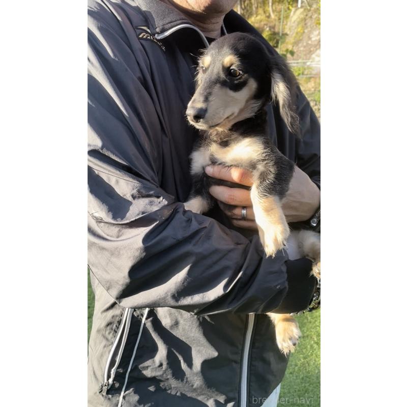 販売中の広島県のカニンヘンダックスフンド(ロングヘアード)-407784の8枚目