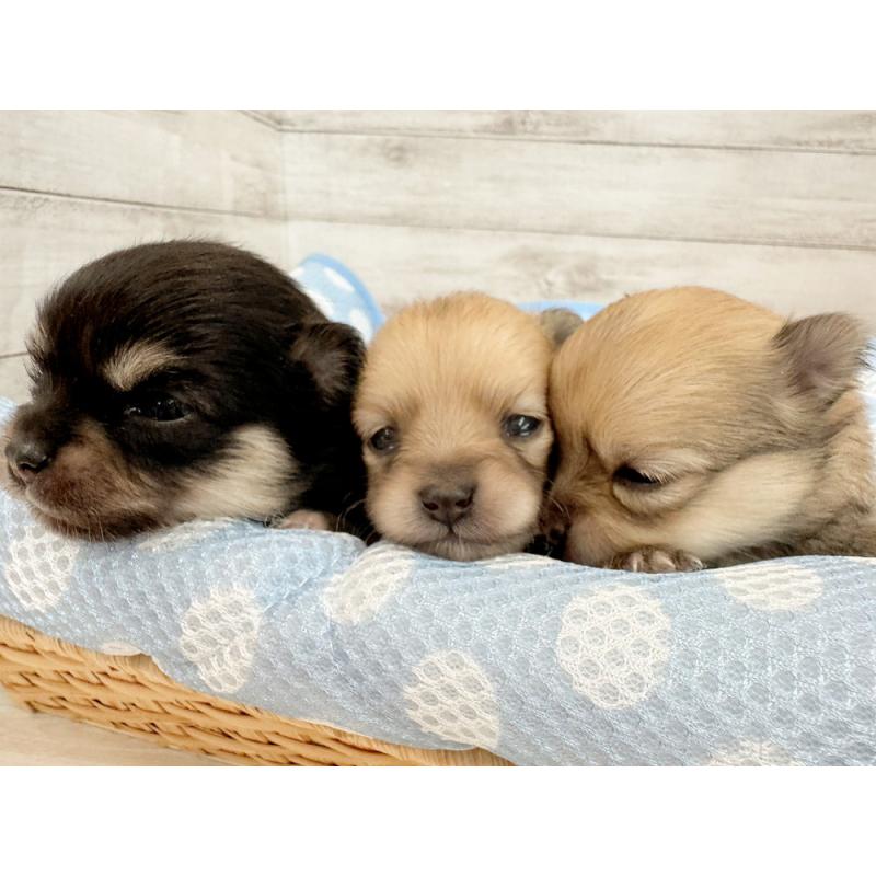 販売中の新潟県のポメチワ:ポメラニアン×チワワ-429650の3枚目