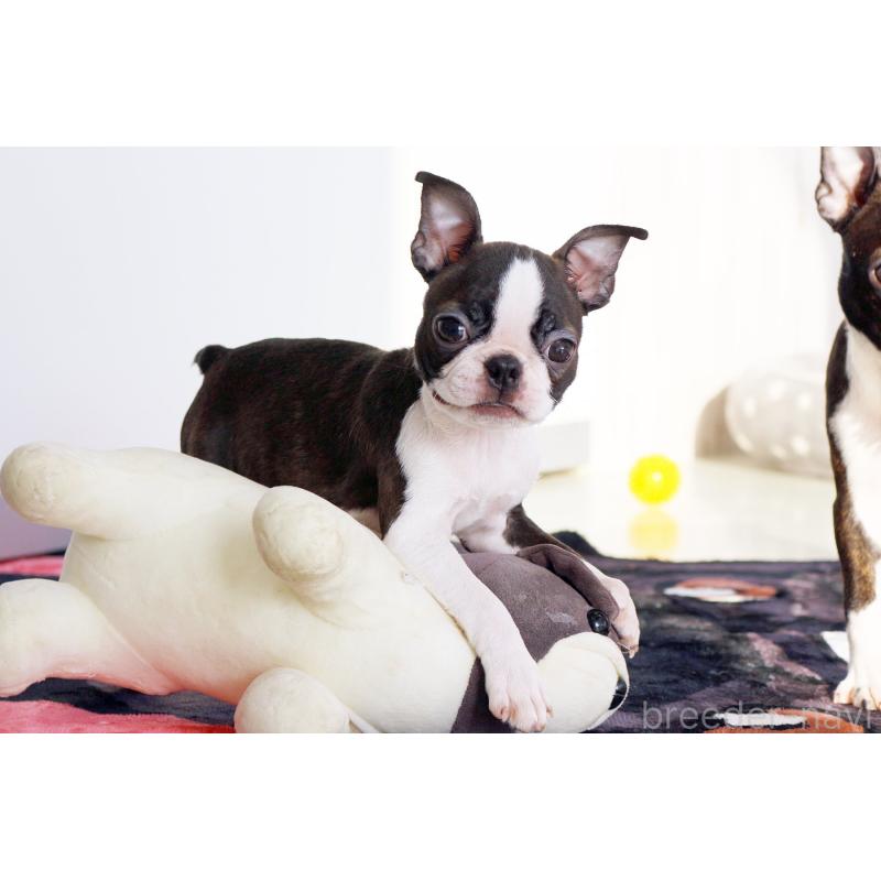 販売中の京都府のボストンテリア-420382の7枚目