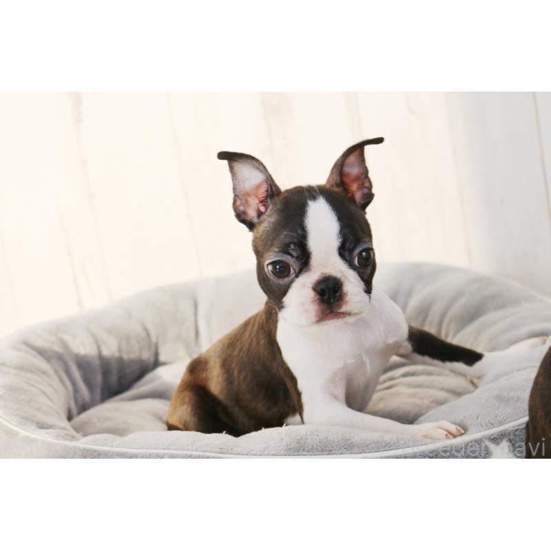 販売中の京都府のボストンテリア-420382の6枚目