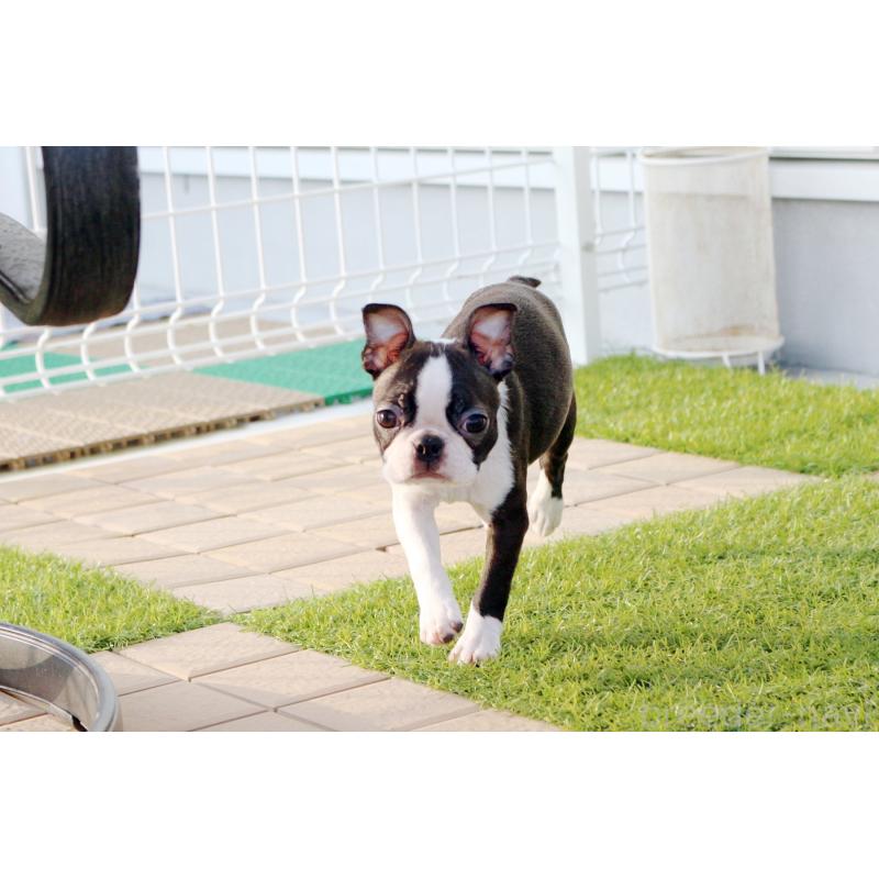 販売中の京都府のボストンテリア-420382の5枚目