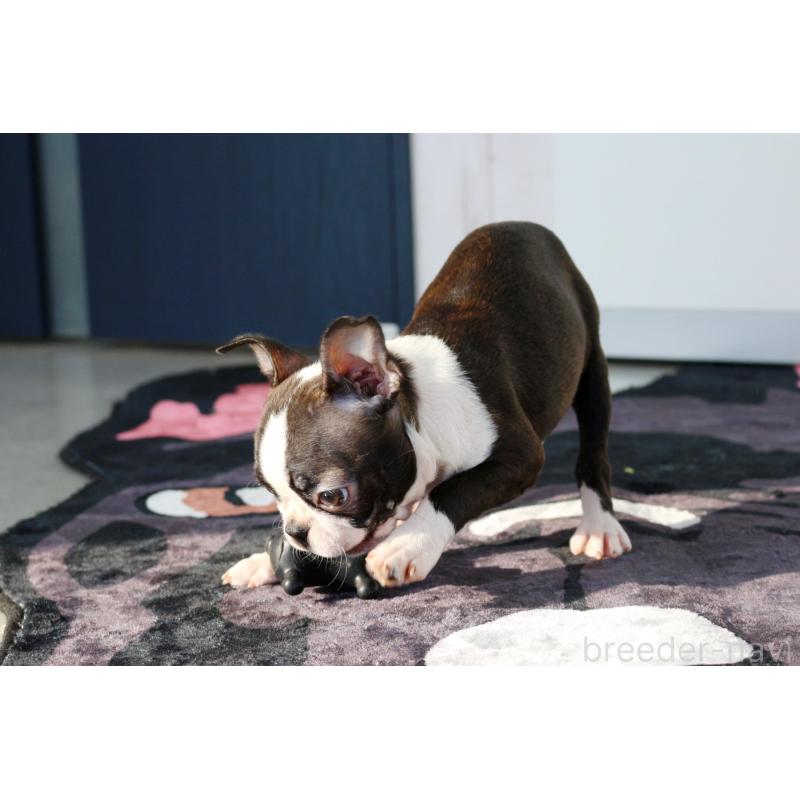 販売中の京都府のボストンテリア-420382の4枚目