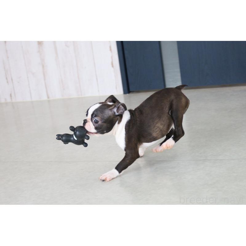 販売中の京都府のボストンテリア-420382の3枚目