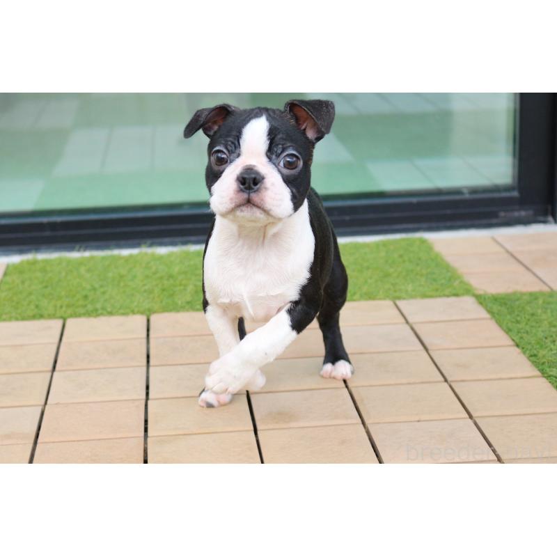 販売中の京都府のボストンテリア-420384の6枚目