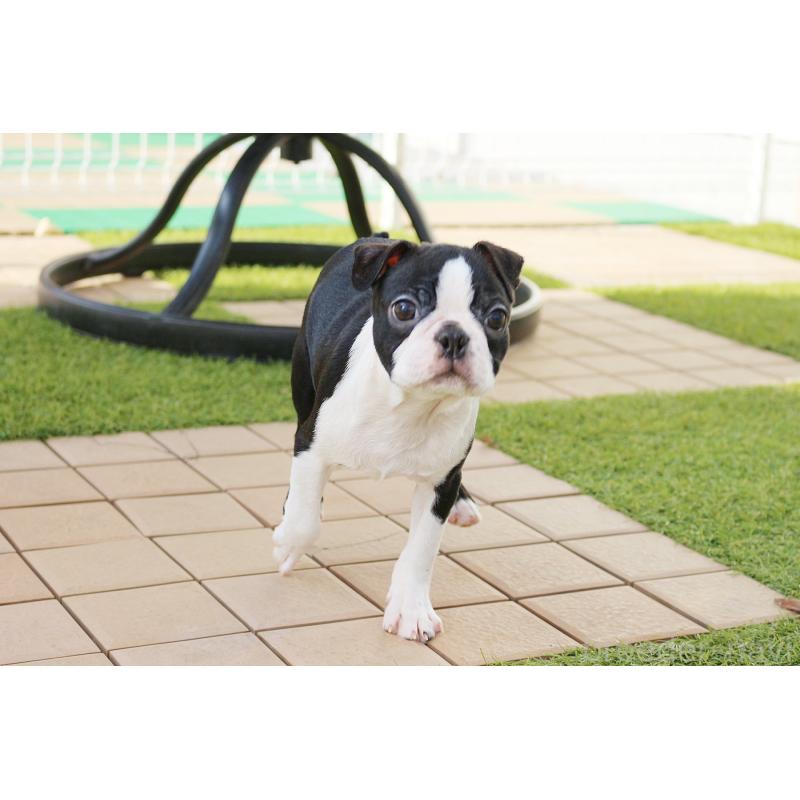 販売中の京都府のボストンテリア-420384の5枚目