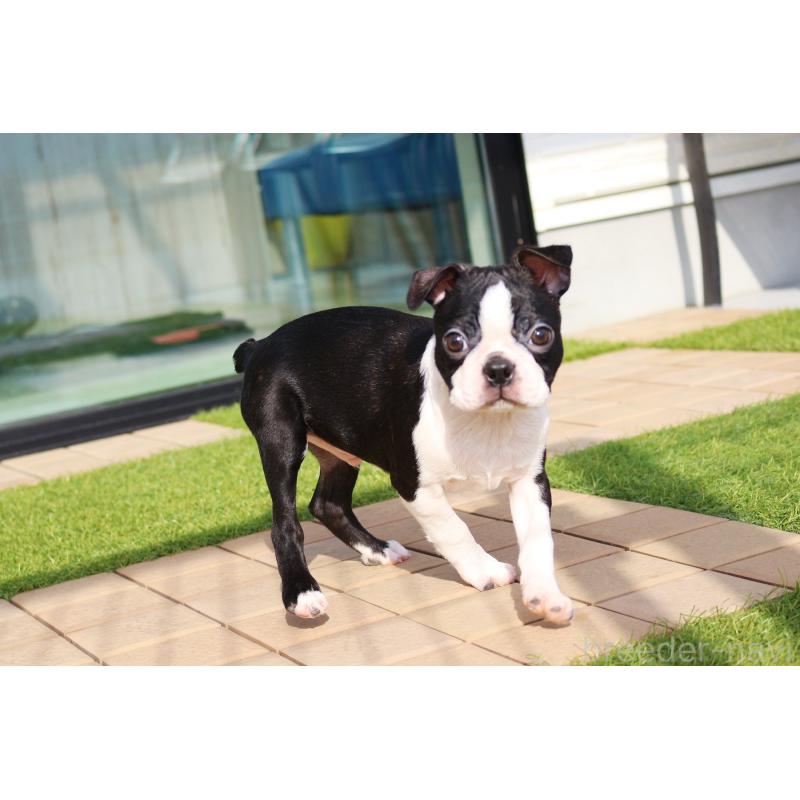 販売中の京都府のボストンテリア-420384の4枚目