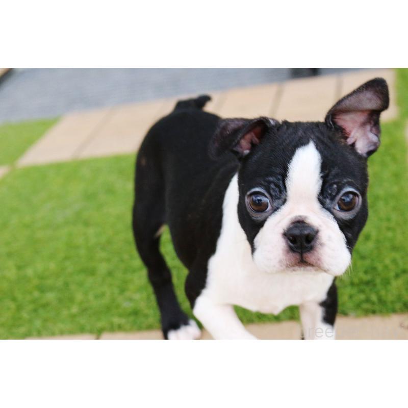 販売中の京都府のボストンテリア-420384の3枚目