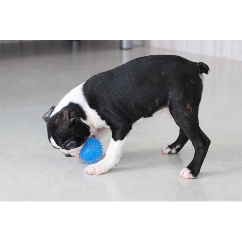 販売中の京都府のボストンテリア-420384の2枚目