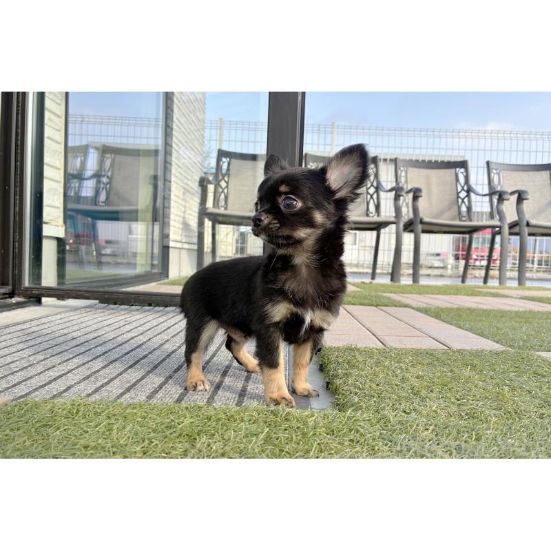 販売中の京都府のチワワ(ロングコート)-416532の5枚目