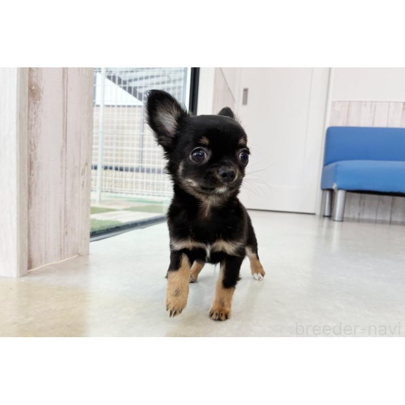 販売中の京都府のチワワ(ロングコート)-416532の4枚目