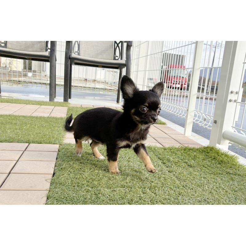 販売中の京都府のチワワ(ロングコート)-416532の3枚目