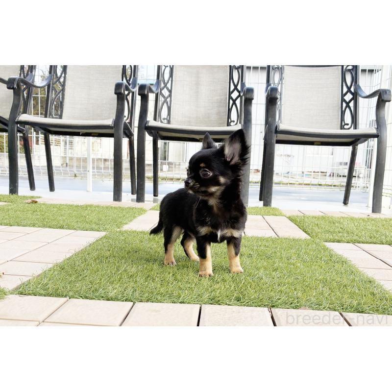 販売中の京都府のチワワ(ロングコート)-416532の2枚目