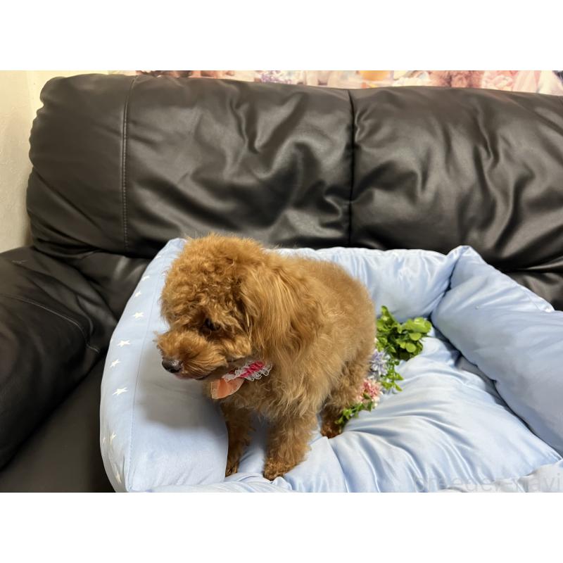 販売中の栃木県のトイプードル-429568の1枚目